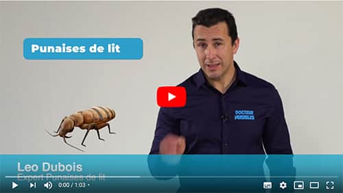vidéo sur l'extermination des punaises de lit