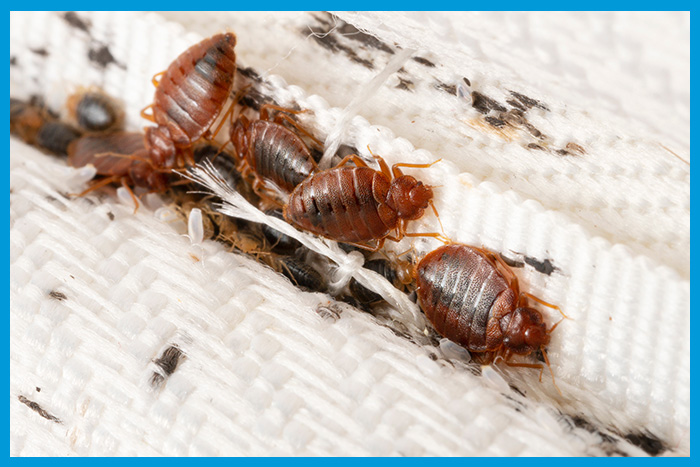 Traces d'excréments et présence de punaises de lit sur un matelas