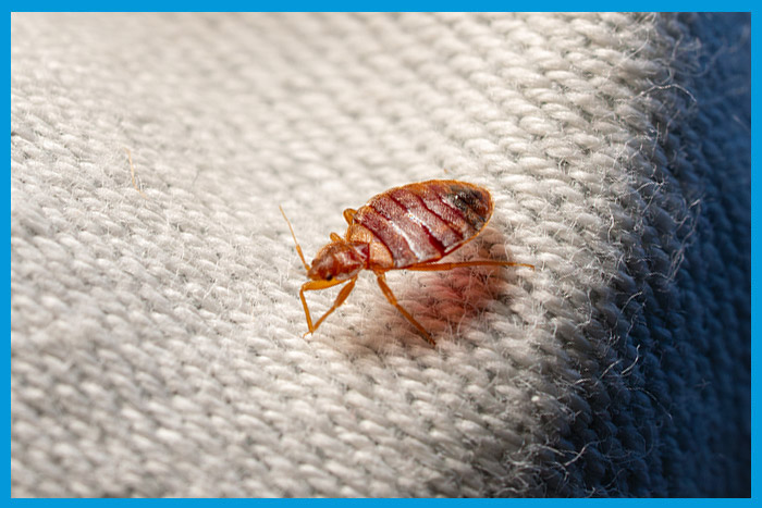 Gros plan sur une punaises de lit