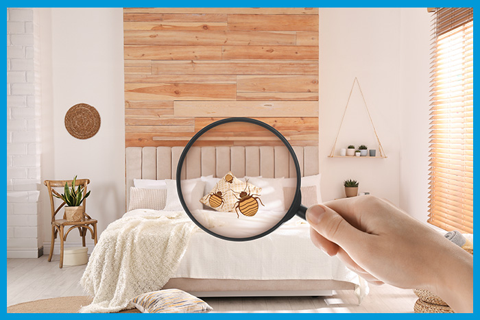 Surveillance préventive contre les infestations de punaises de lit