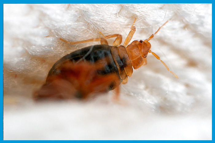 Gros plan d'une punaise de lit sur un tissu blanc.