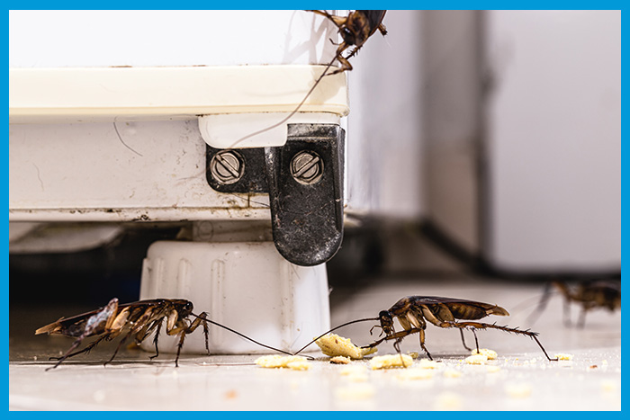 Cafard explorant son environnement à la recherche de nourriture