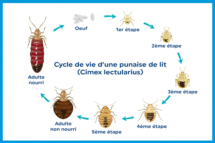 Le cycle de vie d'une punaise de lit