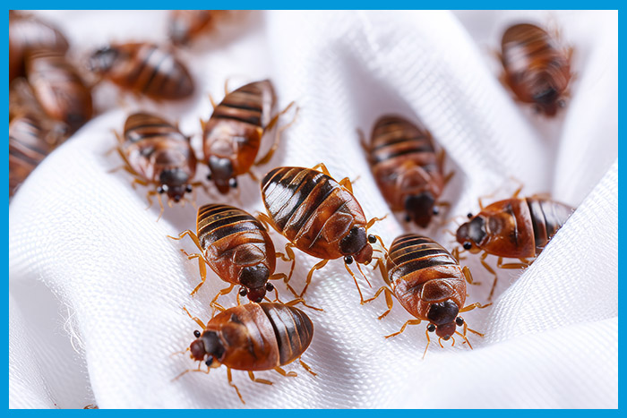 Punaises de lit trouvées dans les draps