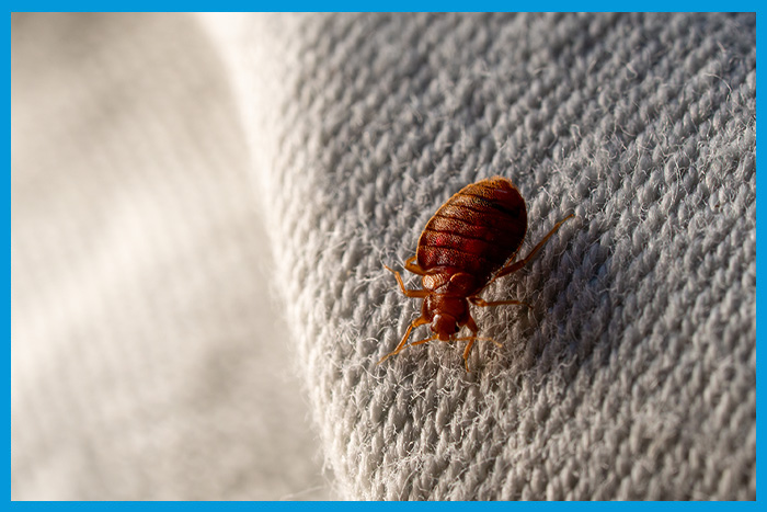 Punaises de lit dans un appartement en location à Paris