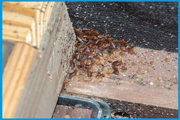 Sommier avec signes visibles d'infestation de punaises de lit