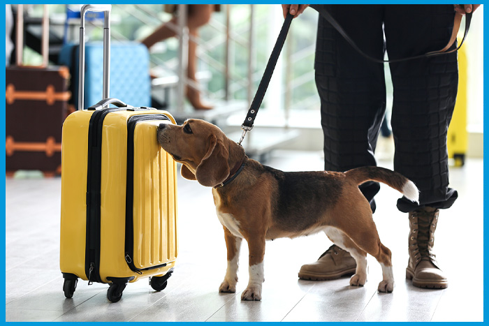 Chien détecteur recherchant des punaises de lit dans une valise