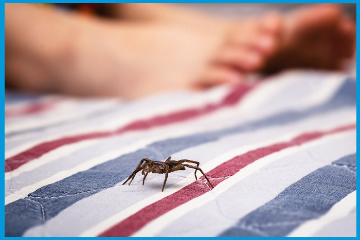 Prédateur naturel des punaises de lit : une araignée