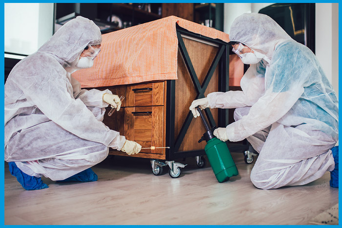 Traitement professionnel contre les punaises de lit sur un meuble en bois