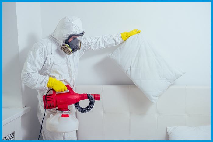 Expert en désinsectisation agissant contre une infestation de punaises de lit