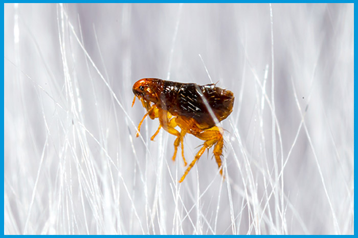 Caractéristiques physiques d'une puce pour identification