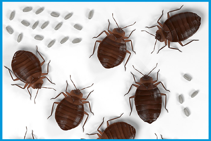 Punaises de lit accompagnées de leurs œufs
