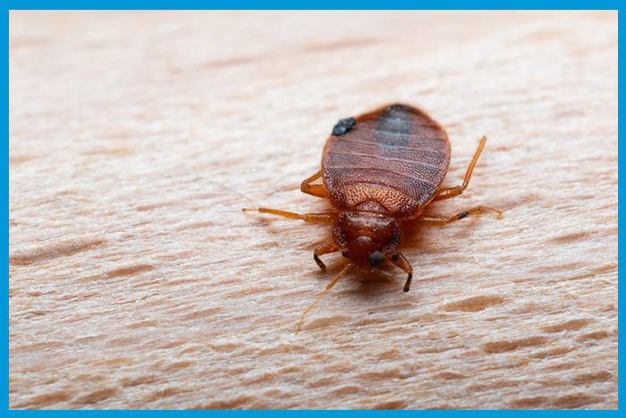 Gros plan sur une punaise de lit