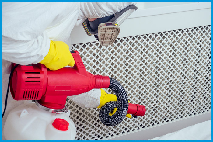 Désinsectisation des punaises de lit en cours