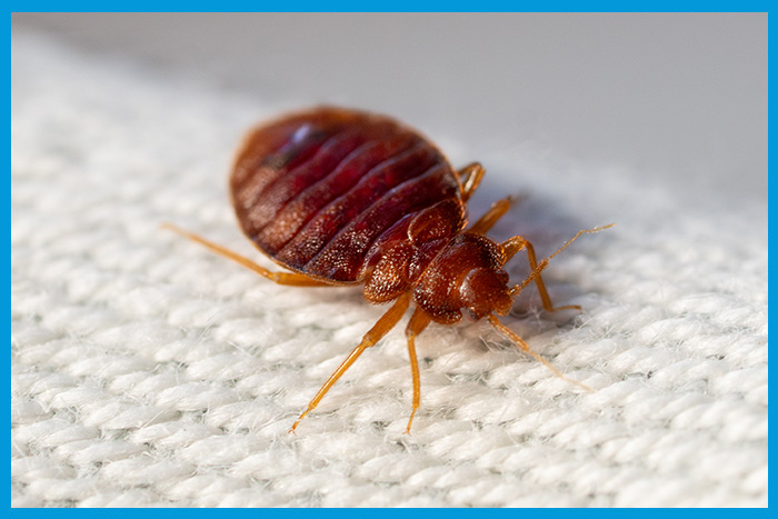 Gros plan sur des punaises de lit, montrant leurs détails distinctifs