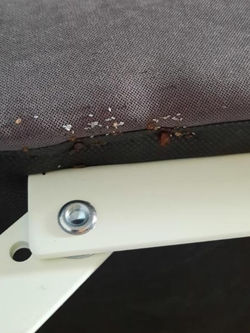 Nid de punaises de lit dans canapé lit