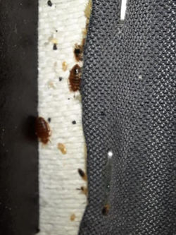 Oeufs de punaises de lit dans une tete de lit