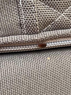 Puces de lit dans le fauteuil