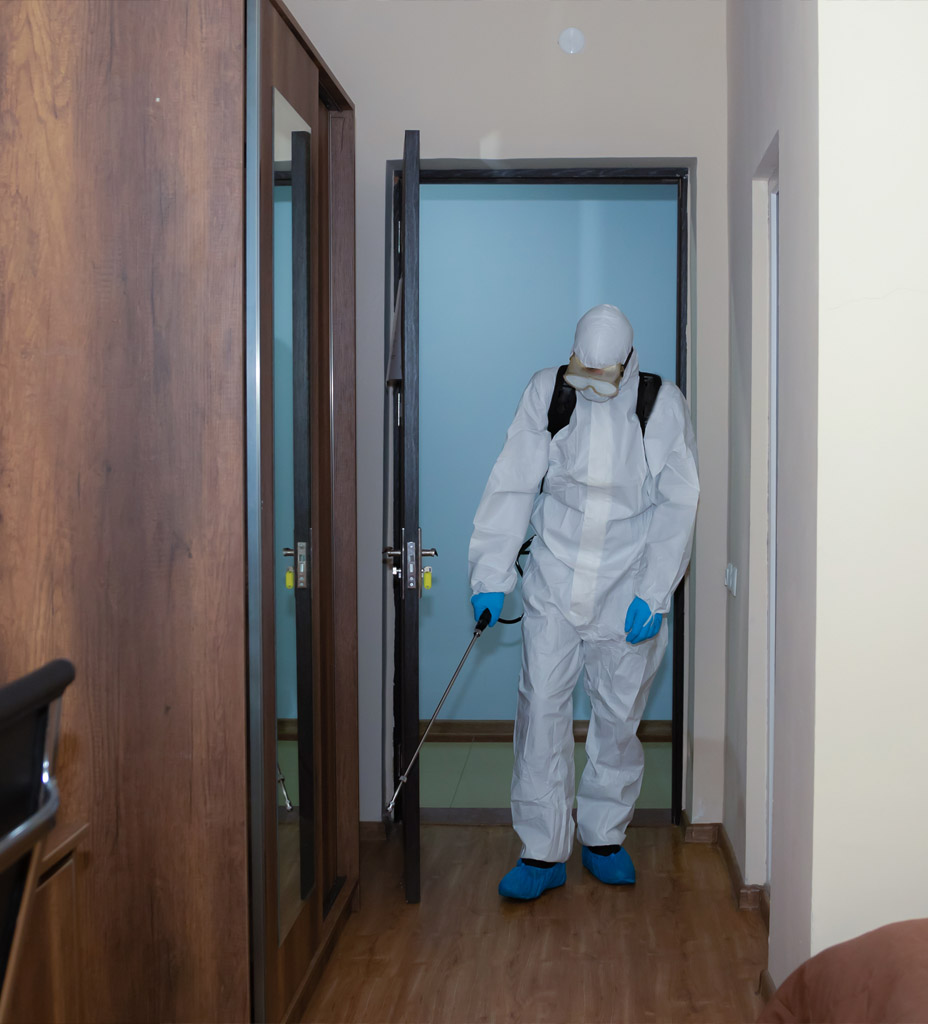 Désinsectisation professionnelle cafards