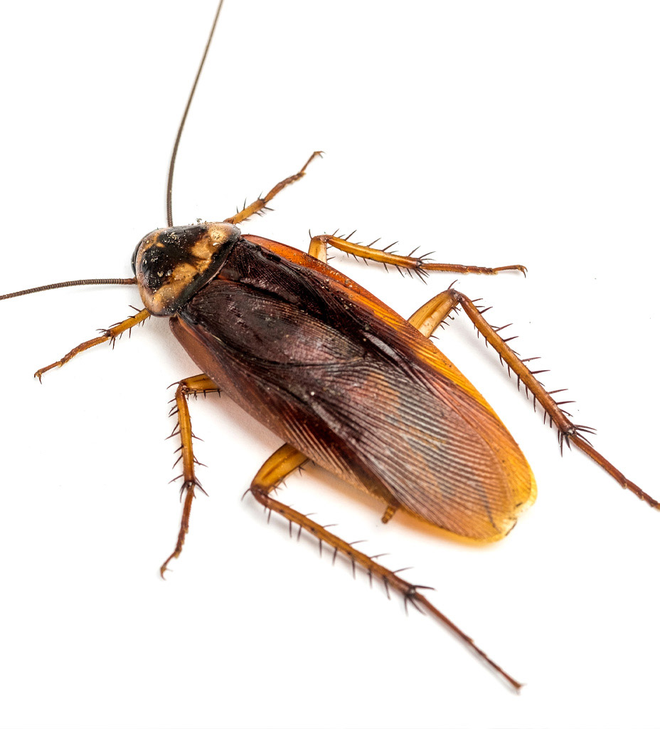 Reconnaître un cafard