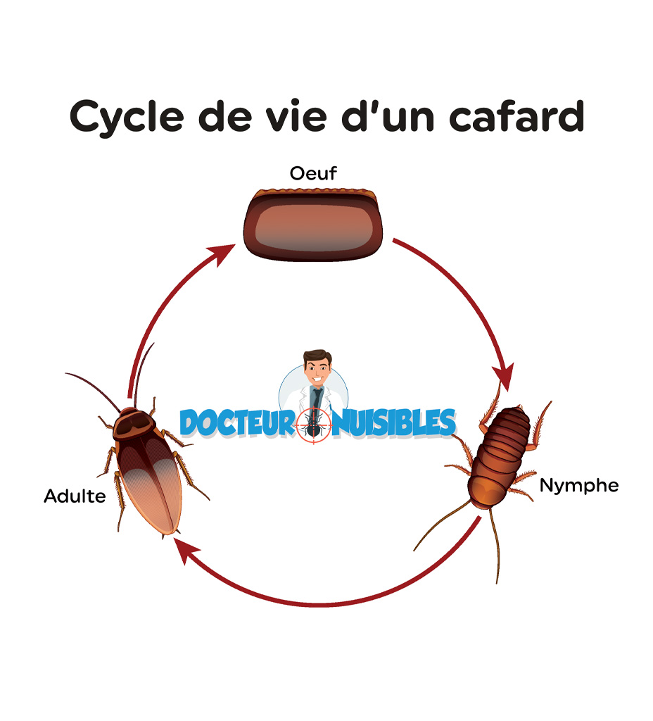 Cycle de vie d'un cafard