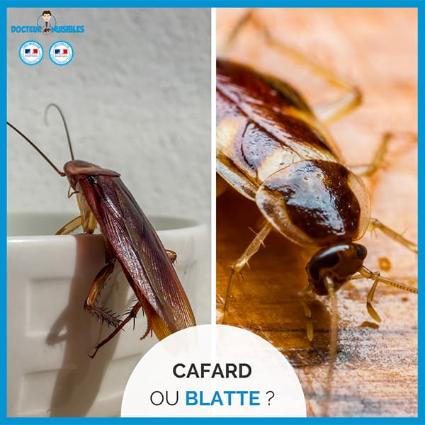 Cafard ou blatte