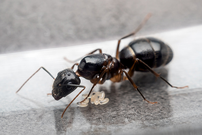fourmis charpentières (Camponotus sp.).