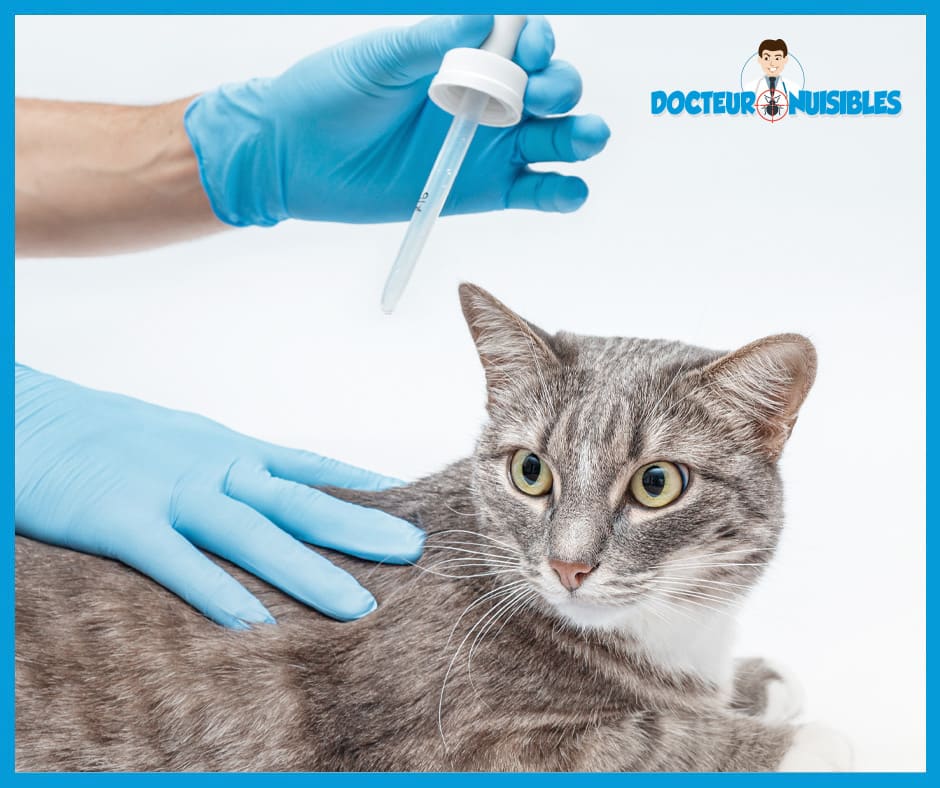 Comment se débarrasser des puces sur les animaux