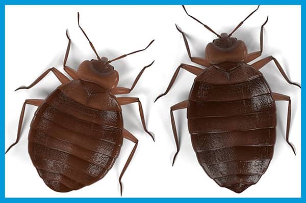 Diaporama sur les punaises de lit