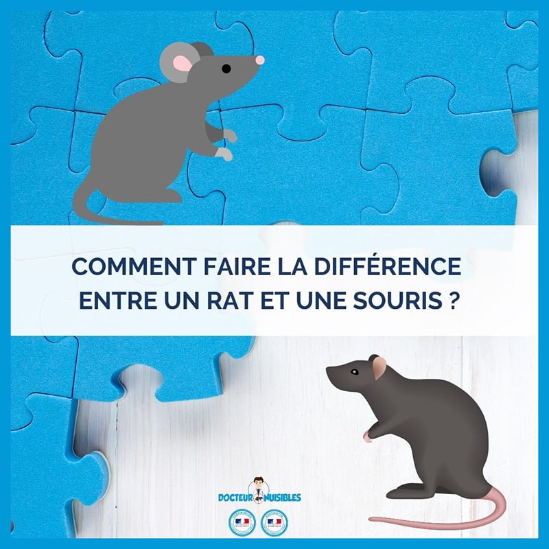 Comment faire la différence entre un rat et une souris ?