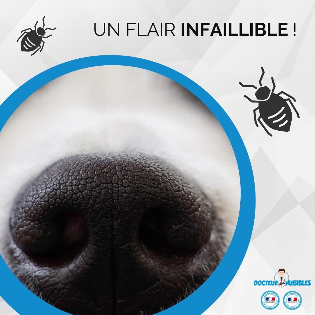 La détection canine contre les puces de lit
