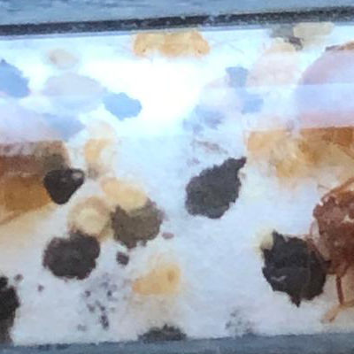 Larve de punaise de lit