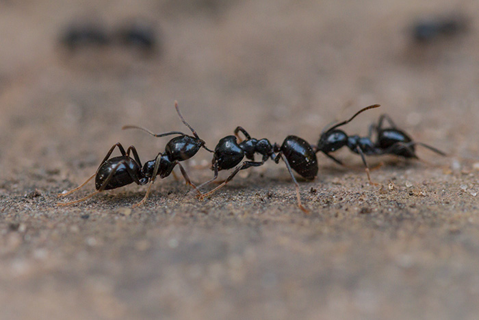 fourmis noires (Lasius niger).