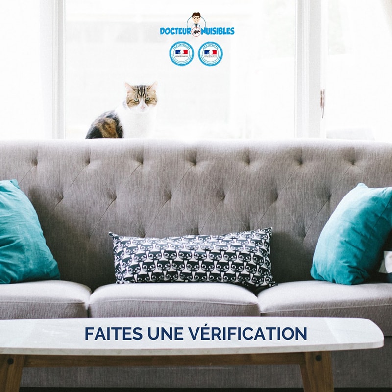 Ranger les locaux avant d'appliquer le traitement punaise de lit