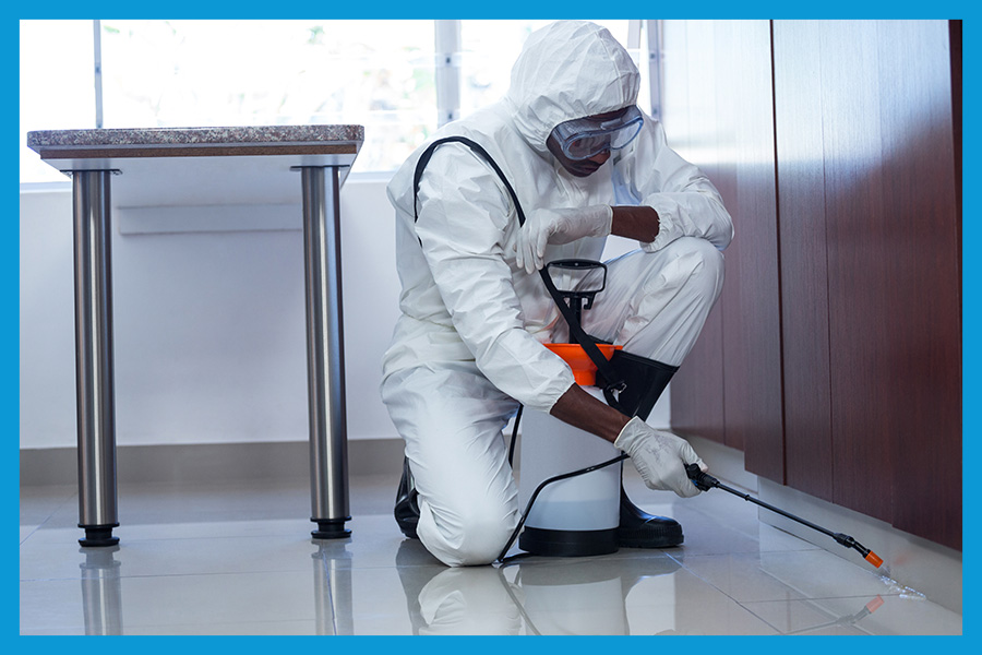 Punaises de lit matelas, faire appel à un professionnel de la désinsectisation