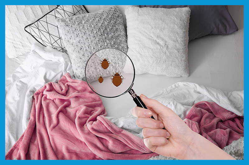 Punaises de lit dans un matelas, comment s'en débarrasser ?