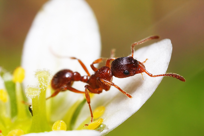 fourmis rouges (Myrmica rubra).