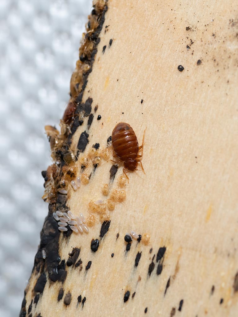 Excréments et Mues de punaises de lit