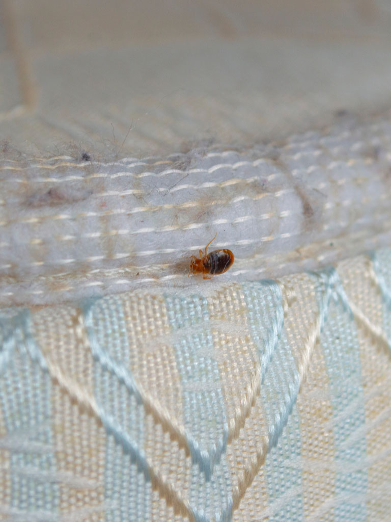 Punaises de lit sur les matelas