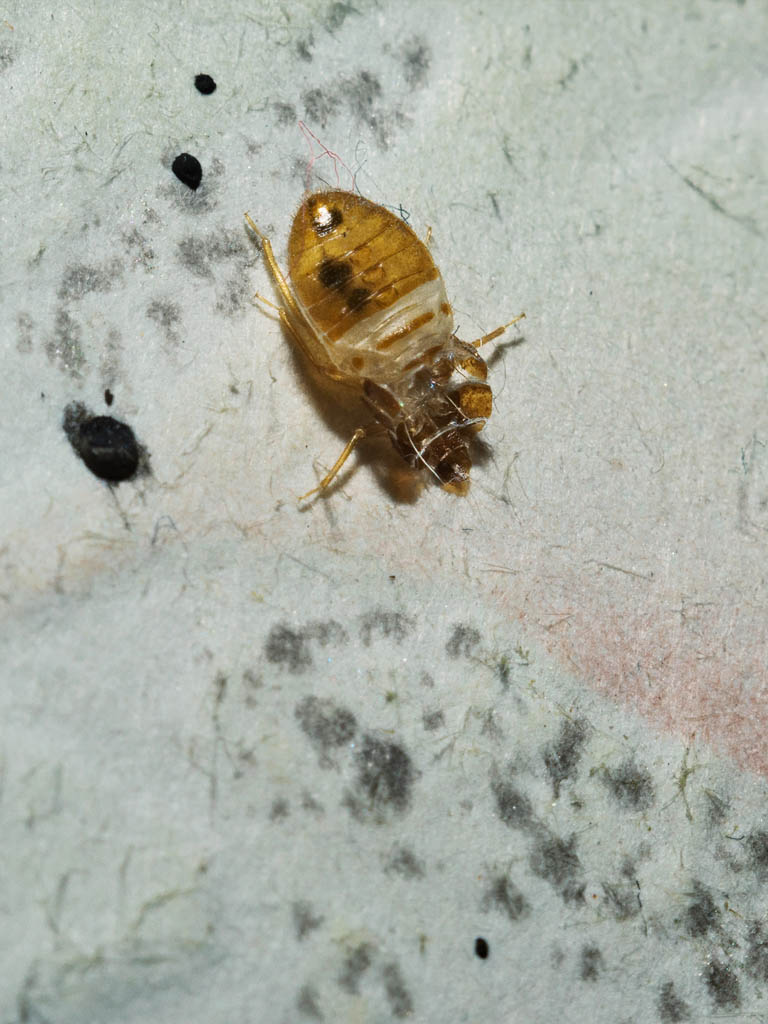 Punaise de lit et oeufs de punaises sur matelas