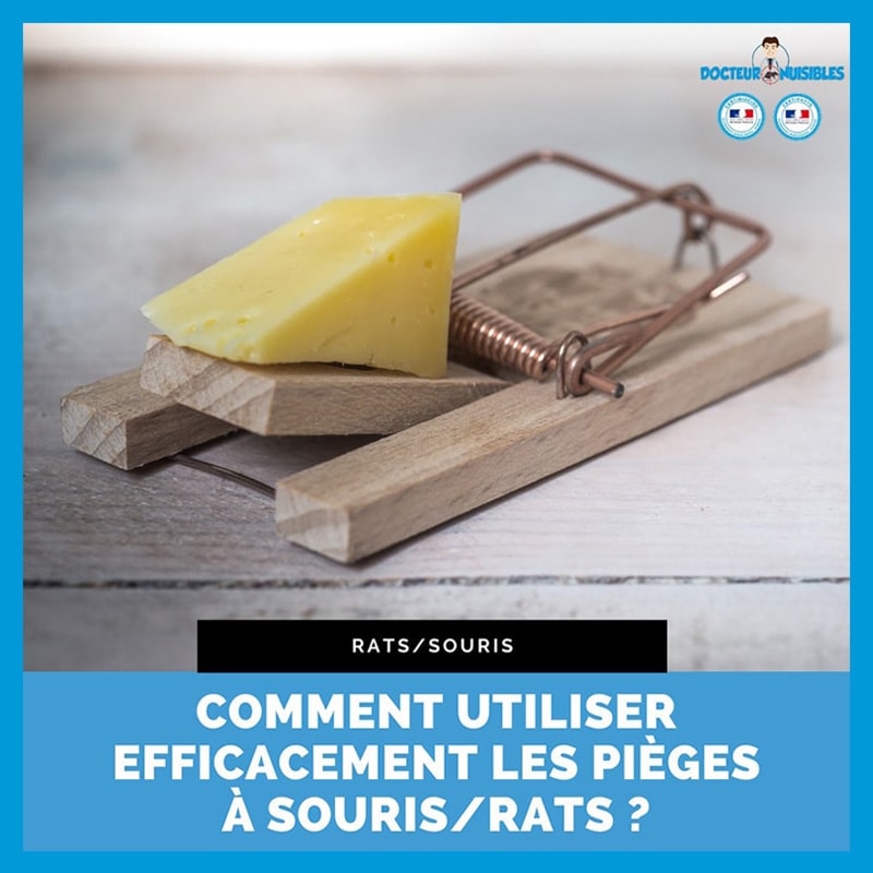 Comment utiliser efficacement les pièges à souris/rat ? 