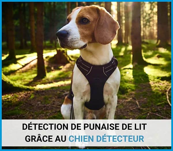 Detection de punaises de lit grâce au chien détecteur