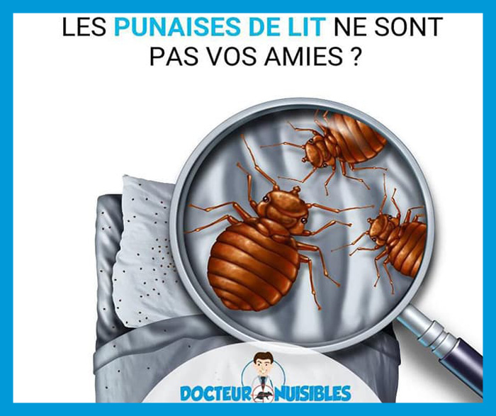 Les punaises de lit ne sont pas vos amies ?