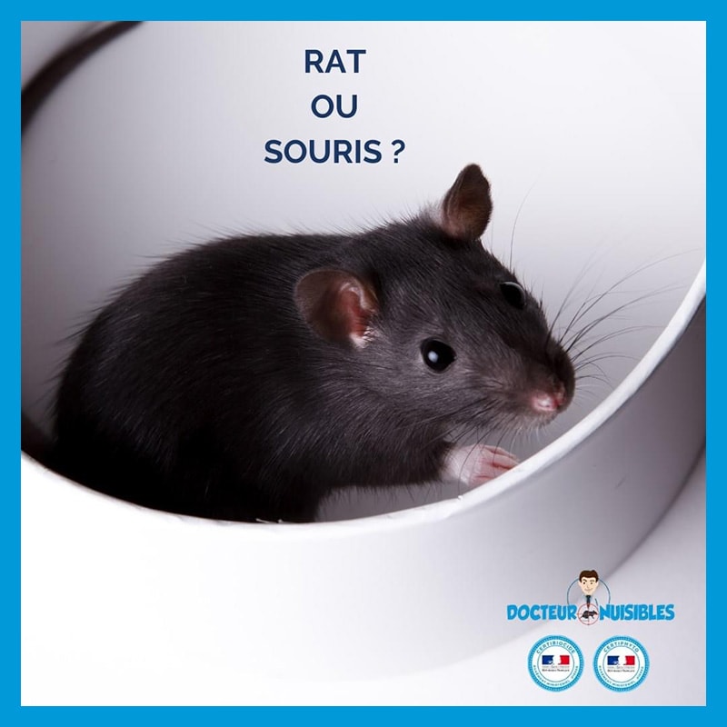 Quels sont les meilleurs traitements anti souris ?