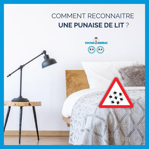 A quoi ressemble les punaises de lit ?