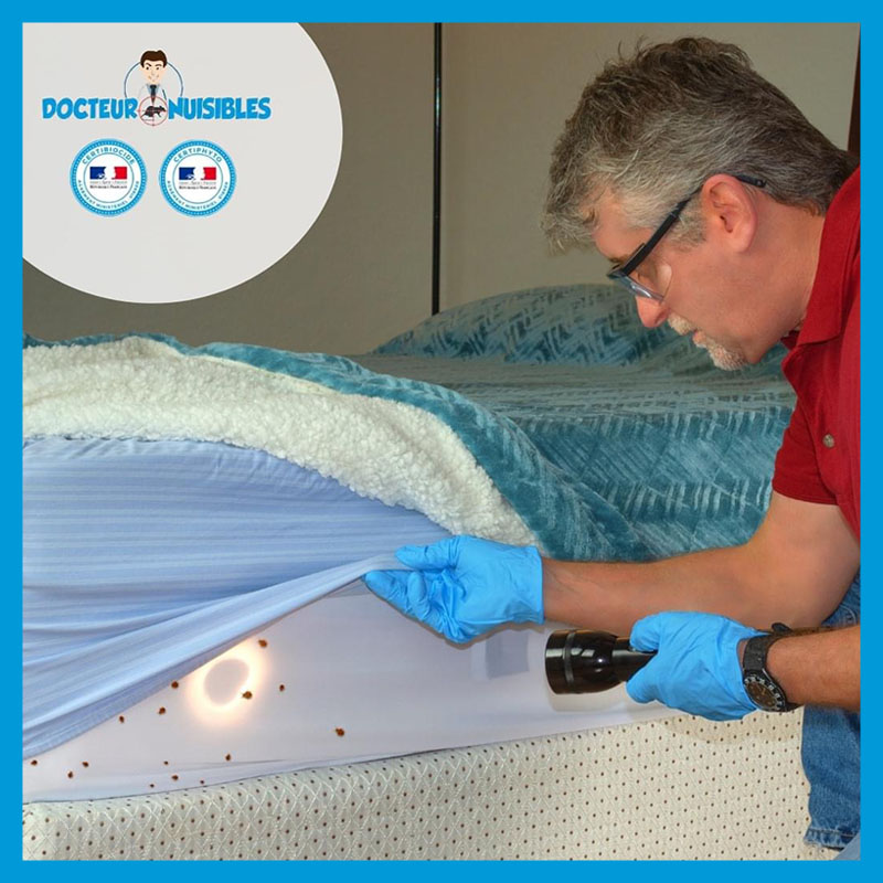 Recrudescence des infestations, pourquoi faire confiance à nos experts désinfection punaise de lit ?