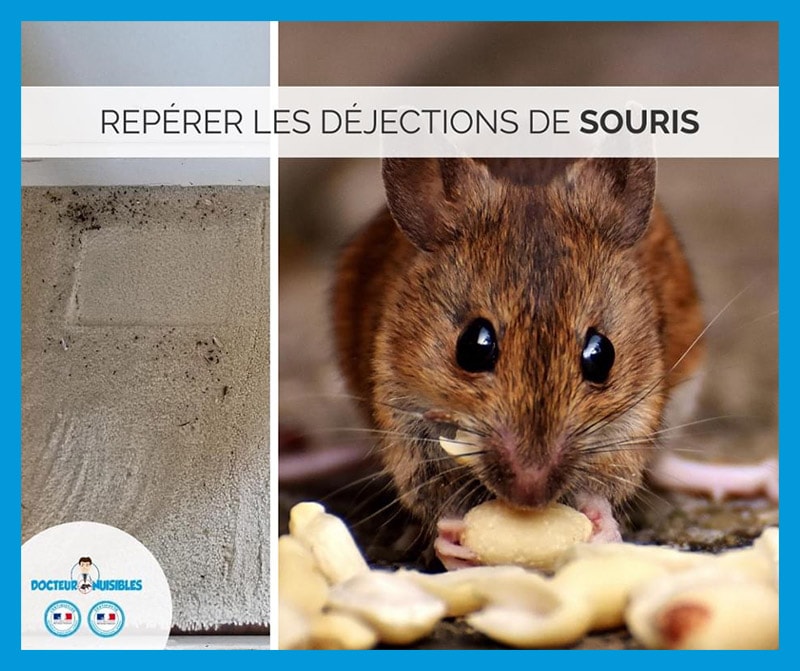 Quel est le cycle de reproduction de la souris ?