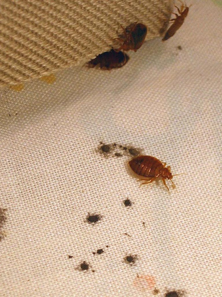 taches de sang sur draps causées par les punaises de lit