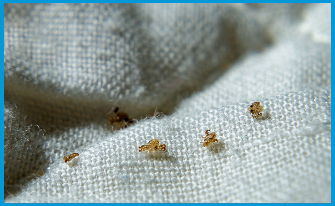 Quels tarifs pour une désinsectisation professionnelle contre les puces de parquet ?