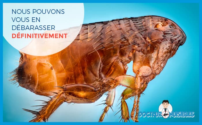 Nous pouvons vous en débarasser définitivement